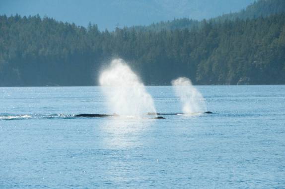 Grupo de baleias Humpback nadam em Telegraph Cove, na Vancouver Island, na Columbia Britânica, costa oeste do Canadá